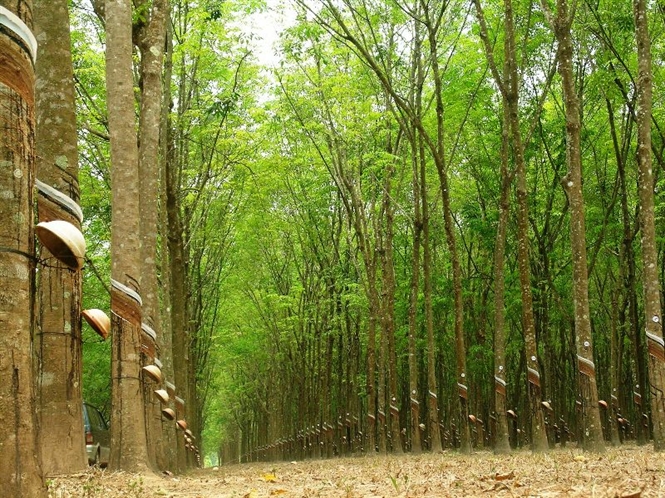 Mẫu Hợp Đồng Mua Bán Cây Cau Su