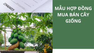 Mẫu Hợp Đồng Mua Bán Cây Xanh