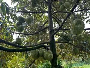 Mẫu Hợp Đồng Mua Bán Sầu Riêng